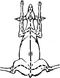 Рис. 5.