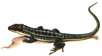 Прыткая ящерица