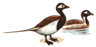 Морянка