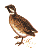 Перепел