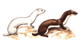 Ласка