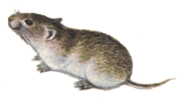 Рыжая полевка